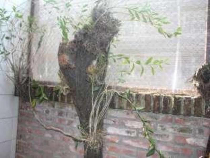 만디아 방갈로 우붓 외부 사진
